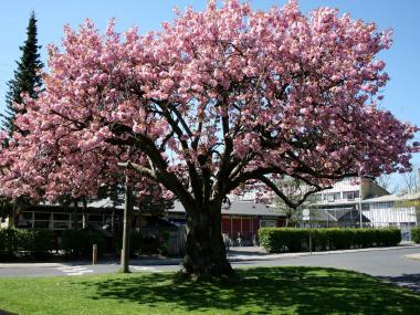 Japansk Kirsebærtræ ved Hansstedgård
